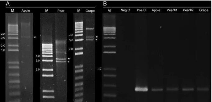 Figure  1.  A.  Agarose  gel  electrophoresis  of  SpeI-digested  RCA  products  amplified  from  apple, 