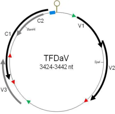 Figure  2.  Genomic  features  of  Temperate  fruit  decay-associated  virus  (TFDaV)
