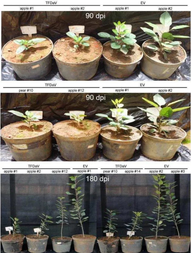 Figure  4.  Results  of  infectivity  assay  with  TFDaV  in  apple  and  pear  plants
