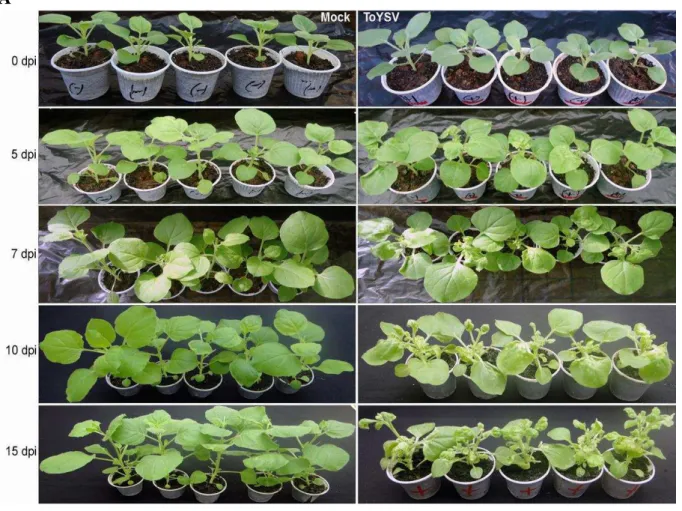 Figure 1. A. Mock- or ToYSV-inoculated Nicotiana benthamiana plants at 0, 5, 7, 10 and 15 