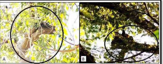 Figura 8  – Imagens dos animais nos locais de dormida no grupo casa 19. (A) Árvore  mais  utilizada  pelo  grupo,  mostrando  o  tronco  horizontal
