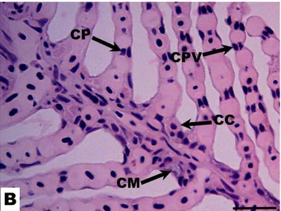 Figura  4:  Corte  longitudinal  da  brânquia  de  Hyphessobrycon  eques.  Célula  de  cloreto  (CL);  célula  de  muco (CM); célula pilar (CP) e célula pavimentosa (CPV)