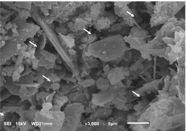 Figura 7: Micrografia da amostra do compósito de hidroxiapatita sintética associada à fibroína 