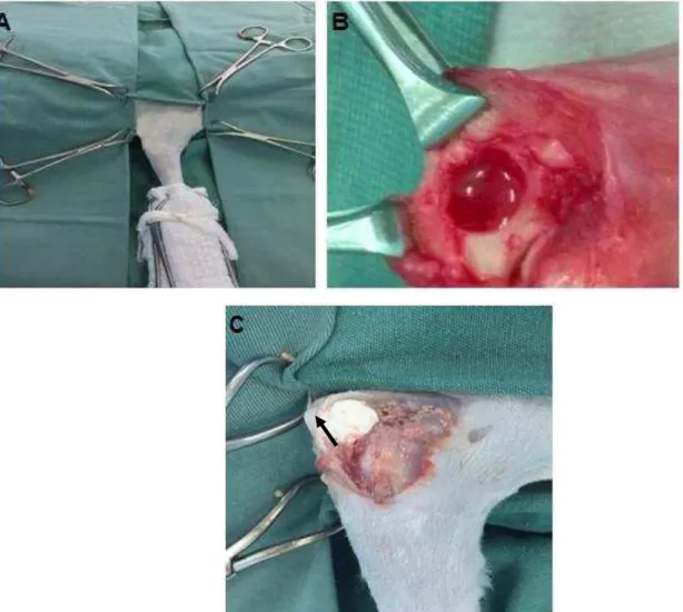 Figura  1:  Procedimento  cirúrgico  para  a  realização  do  defeito  experimental  no  olecrano  de  coelho