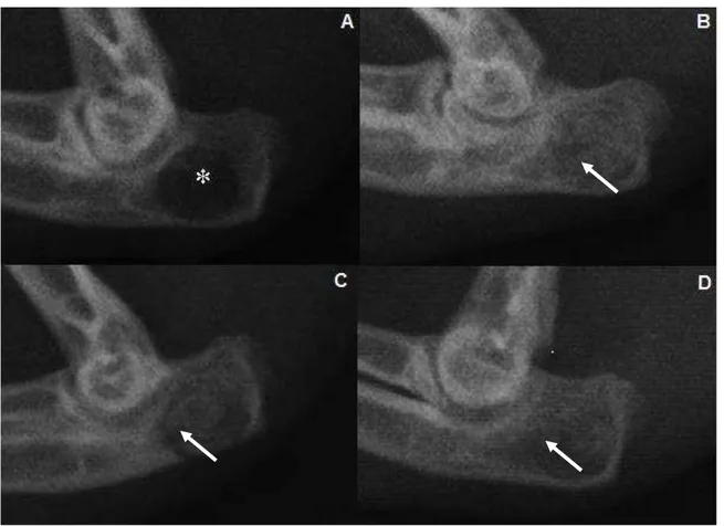 Figura  7: Radiografias mediolaterais do olecrano de coelho submetido à realização de defeito 