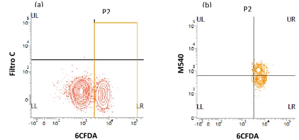 Figura  5:  Gráfico  de  contorno  (contour  plot)  gerado  pela  análise  por  citometria  de  fluxo  em  amostra  corada  com  M450  e  6-CFDA