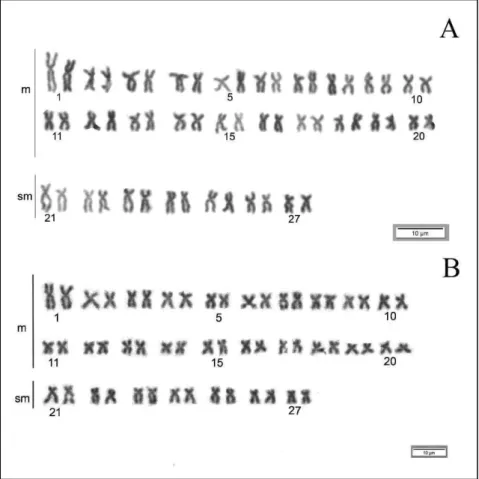 Figura 3: Cariótipos de Prochilodus argenteus a montante (A, JD5499) e a jusante (B, JD 5371) da UHE de Três  Marias, utilizando coloração convencional Giemsa