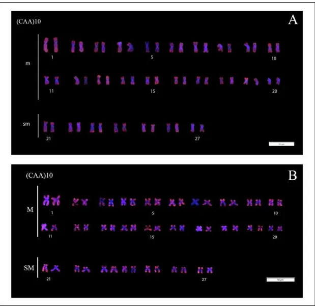 Figura 10 Cariótipos de Prochilodus argenteus a montante (A, JD5491) e a jusante (B, JD 5403) da UHE de Três  Marias, após técnica de Fluorescent in situ Hybridization (FISH) utilizando a sonda (CAA) 10  (vermelho)