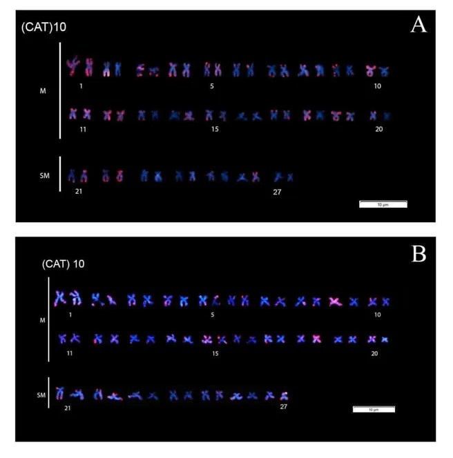 Figura 11: Cariótipos de Prochilodus argenteus a montante (A, JD 5499) e a jusante (B, JD 5365) da UHE de Três  Marias, após técnica de Fluorescent in situ Hybridization (FISH) utilizando a sonda (CAT) 10  (vermelho)