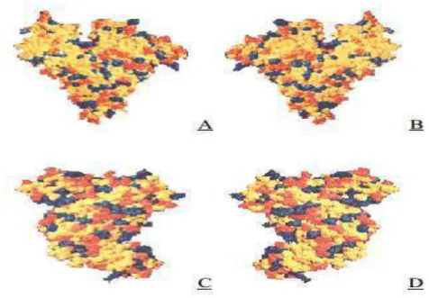 Figura 6. Modelo de preenchimento espacial da molécula de albumina do soro  bovino com resíduos básicos coloridos em azul, resíduos ácidos em vermelho e  resíduos  neutros  em  amarelo