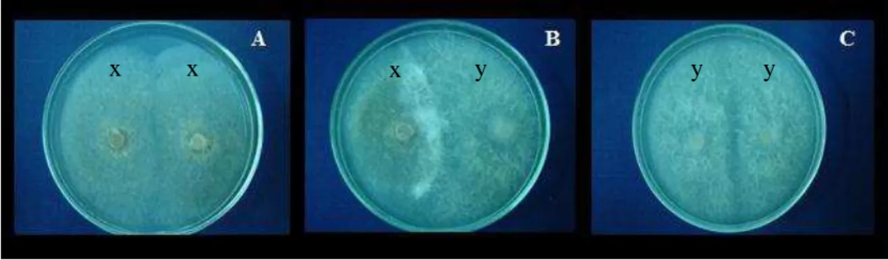 Figura  1.  Crescimento  conjunto  das  colônias  de  Duddingtonia  flagrans  (x)  e  Arthrobotrys 