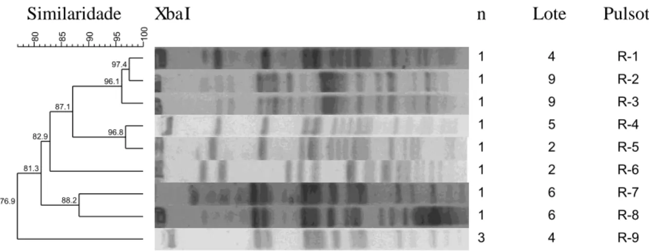 Figura  1:  Representação  esquemática  dos  perfis  genéticos  (pulsotipos)  obtidos  por  PFGE  após  a  macro-restrição  do  DNA  usando  XbaI  dos  isolados  de  Salmonella  spp