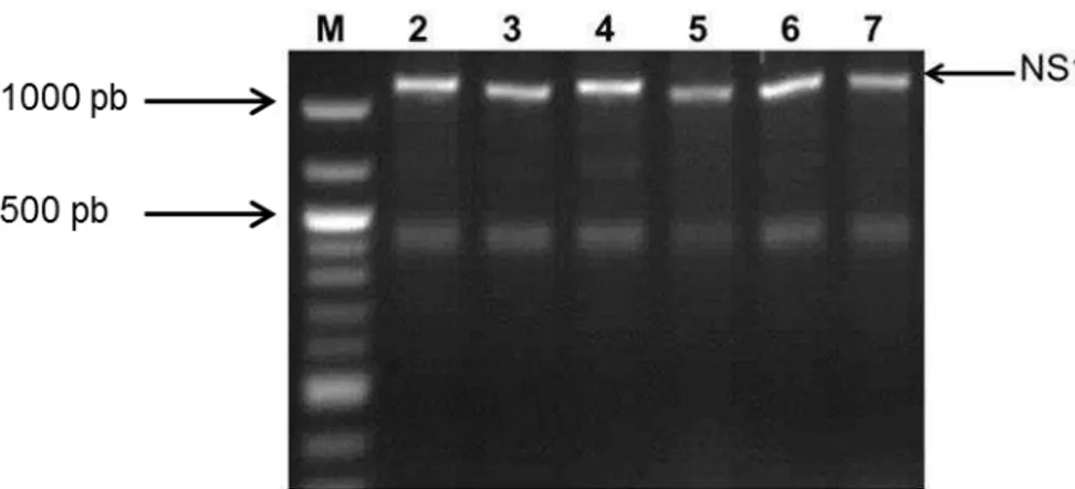 Figura  10.  PCR  do  gene  NS1  no  plasmídeo  pUC57/NS1.  M-  Marcador  de  100pb DNA ; 2-7-  fragmento amplificado do gene NS1 