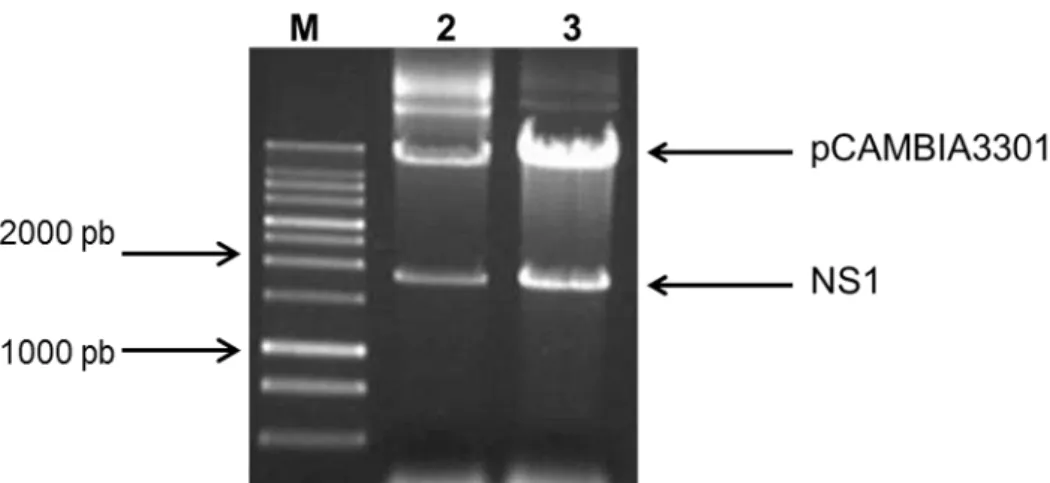 Figura  13.  Digestão  do  plasmídeo  pCAMBIA3301/NS1  com  enzimas  de  restrição Bgl II e BstE II, extraído de E