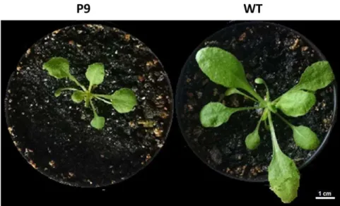 Figura  18.  Microscopia  confocal  do  tecido  da  folha  de  A.  thaliana.  A-  Planta  transgênica P9; B- Planta selvagem (WT)