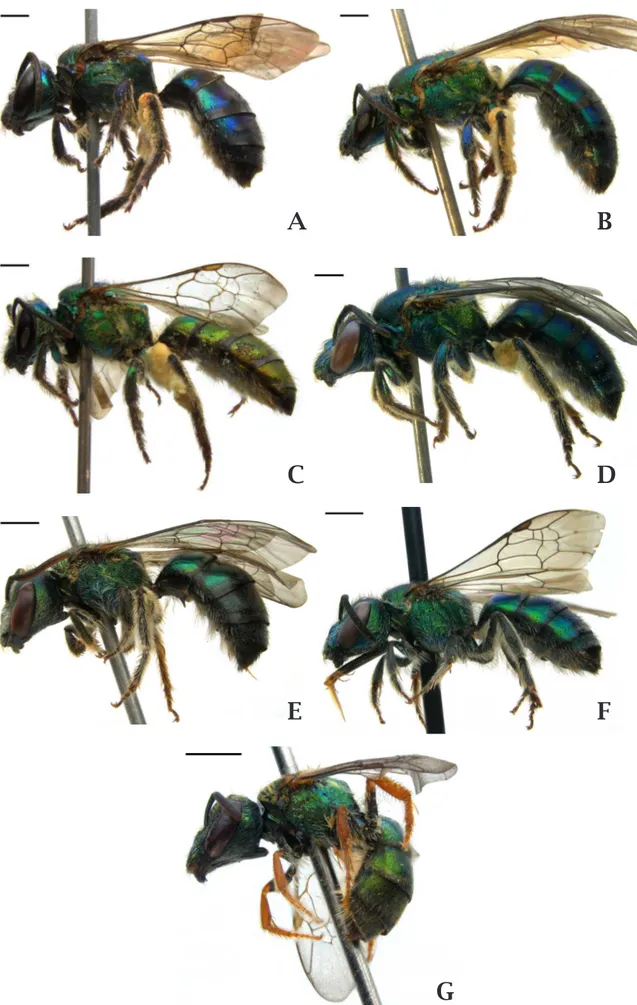 Figura 2. Habitus de fêmeas de Pseudaugochlora e Augochlora, em vista lateral. P. callaina 