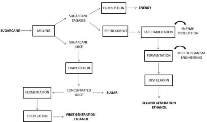 Figure 1: Utilization of sugarcane for food industry and bioethanol production. 