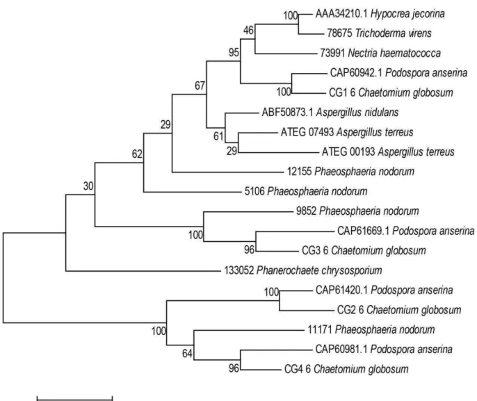 Figure  1:  Phylogenetic  tree  of  Family  GH6.  The  alignment  of  the  aminoacid  sequences  was  done  using  MAFFT