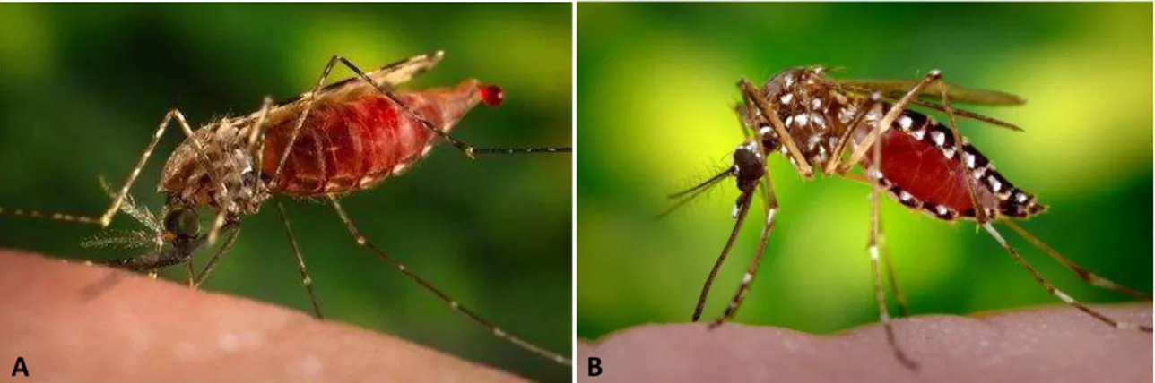 Figura 1: Fêmeas hematófagas adultas de mosquitos realizando repasto sanguíneo. A: Fêmea da espécie 