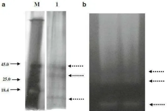Fig.  2a-  Purification  analysis  of  the  proteases  produced  by  Monacrosporium  sinense  (SF53)  in  solid-state-fermentation  through  SDS-PAGE  10%  gel  b