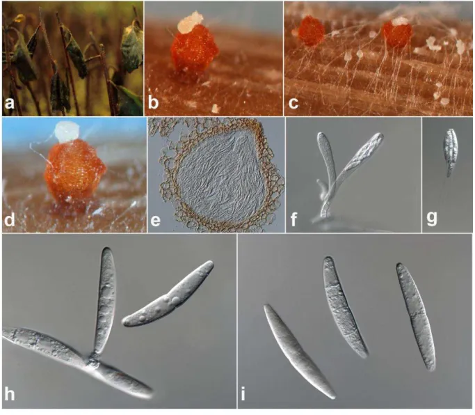 Figure 1: Typical features for Calonectria spp.: A   C: A perithecia in eucalyptus cuttings; D 124 