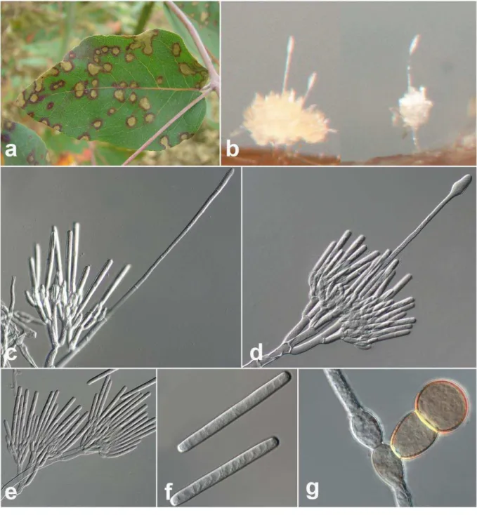 Figure 2: Disease symptoms and typical features for Cylindrocladium spp. A   B: Leaf blight 127 