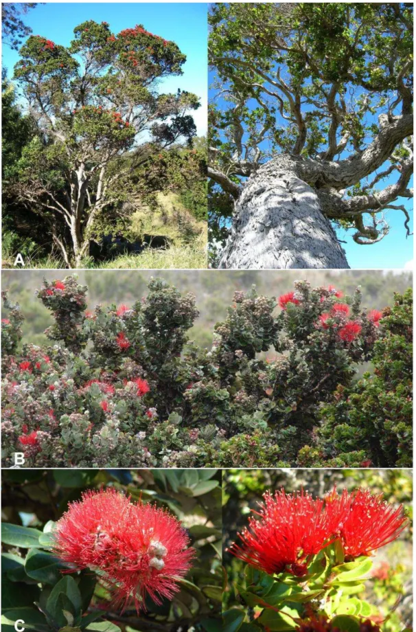 Figure 1: Meterosideros polymopha in natural stands: A  – Adult trees; B – Flowering plants; 432 