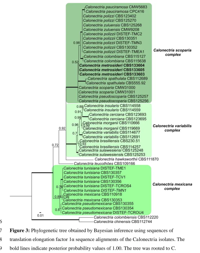 Figure 3: Phylogenetic tree obtained by Bayesian inference using sequences of 447 
