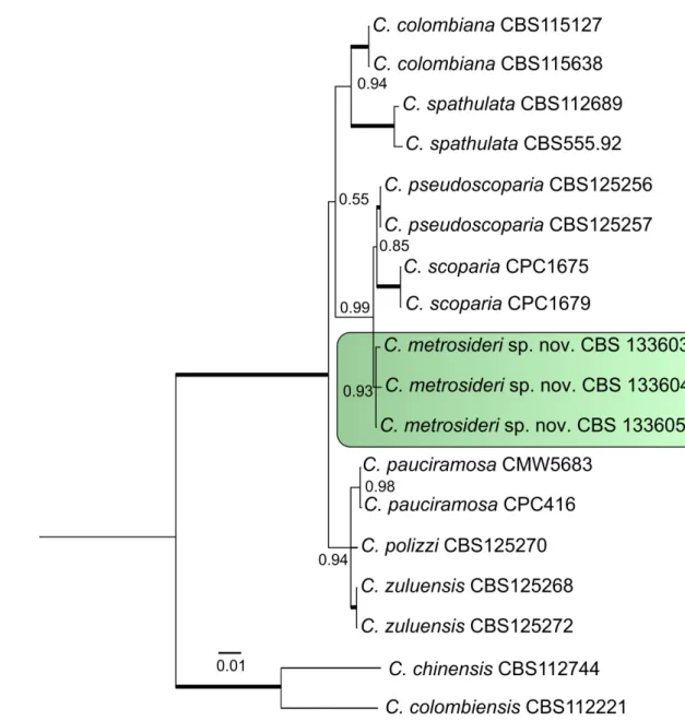 Figure 4: Phylogenetic tree obtained by Bayesian inference using combined sequences 453 