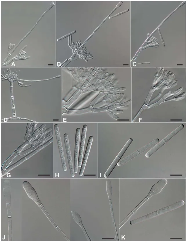 Figure 5: Morphological characteristics of Calonectria metrosideri. A: 459 