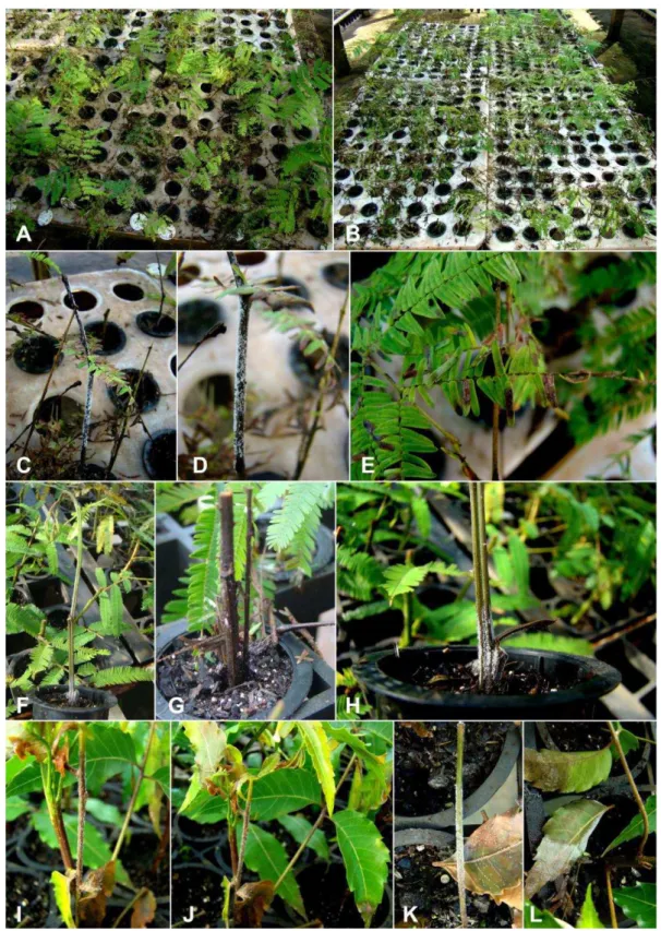 Figure 1: Leaf blight and cutting rot caused by Calonectria hodgesii on rooted cuttings 842 