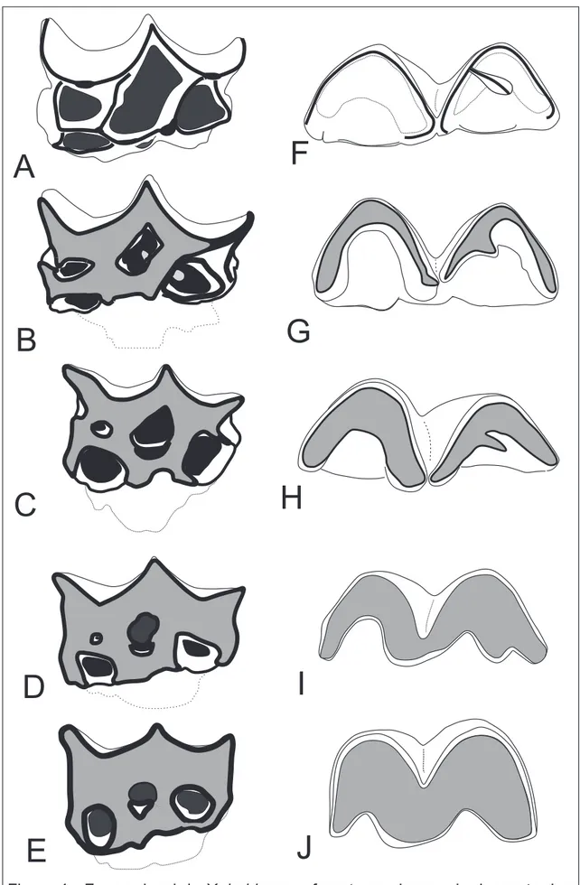 Figura 4 - Face oclusal de X. bahiense referente as classes de desgaste dos  molariformes superiores e inferiores, respectivamente