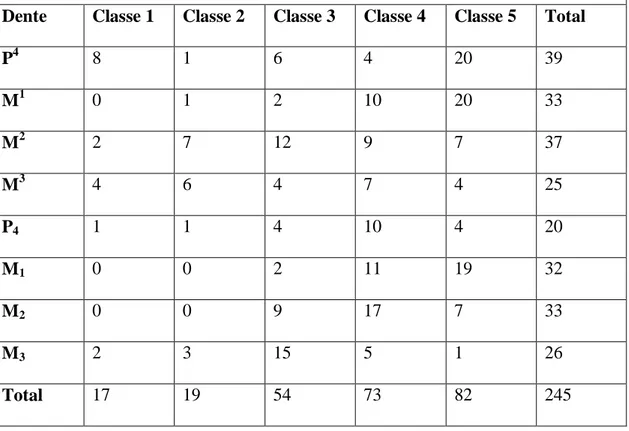Tabela  4.1  -  Quantificação  dos  molariformes  superiores  e  inferiores  de  Xenorhinotherium bahiense por classes de desgaste oclusal