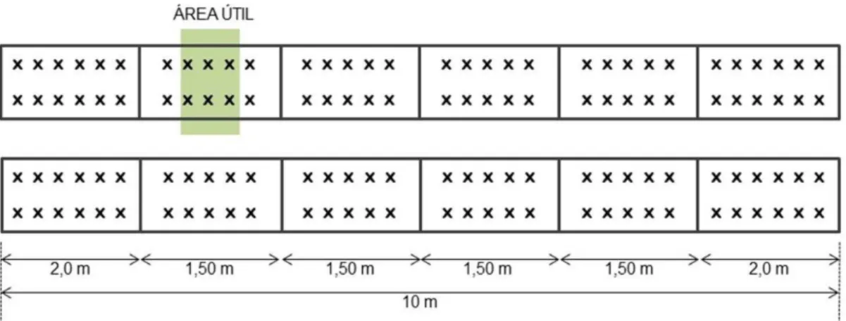 Figura 3. REzomas de mangarEtos ‘GEgante’ (1), ‘Pequeno’ (2) e ‘Roxo’ (3) utElEzados  no experEmento