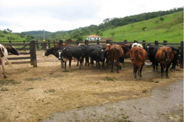 Figura 4  – Rebanho de uma propriedade rural da microrregião do Serro - Sabinópolis  Fonte: Autora (2014) 