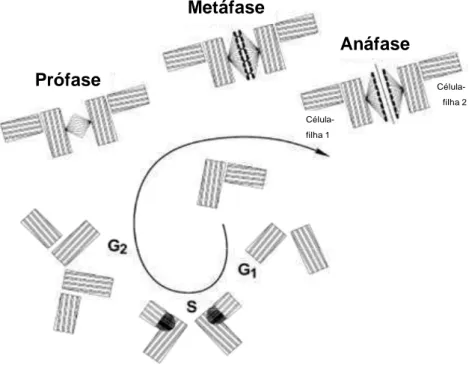 Figura  4.  Modificação  dos  centríolos  no  ciclo  de  divisão  e  mitose  em  células  normais