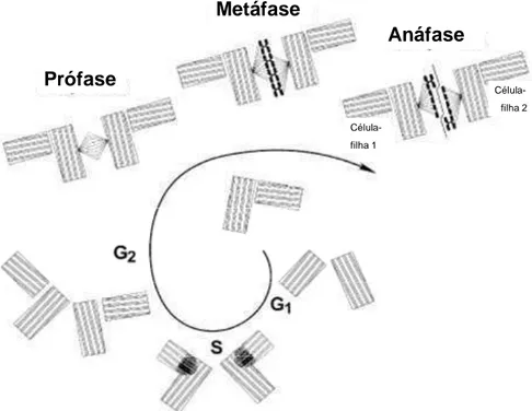 Figura 5.  Atividade anormal de centríolos em mitoses levando a aneuploidias.  Durante a metáfase os centríolos/eixo de ligação da cromatina está  defeituoso  e  assimétrico  levando  a  má  distribuição  dos  cromossomos na anáfase das células filhas (HAM