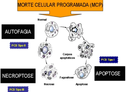 Figura  8.    Tipo  I  de  morte  celular  programada  (MCP)  ou  apoptose.  Outras  formas  alternativas  de  MCP  incluem  tipo  II  (autofagia)  e  tipo  III  (Necrose) (FERREIRA et