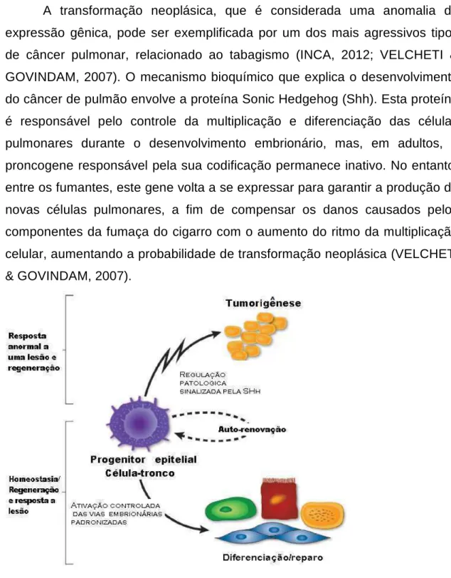 Figura 12.  Papel da SHh no desenvolvimento das vias de sinalização da  tumorigênese. 