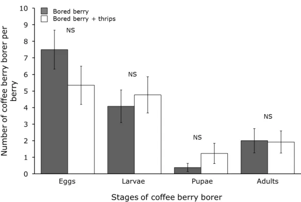 Figure  6.  Average  number  of  coffee  berry  borers  inside  bored  coffee  fruits  in  the  presence  (white bars) or absence (grey bars) of the thrips (Trybomia sp.)