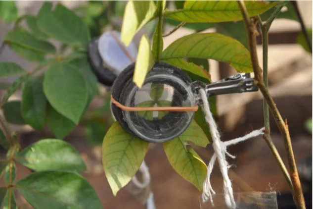 Figure 1. Clipcage used to condition natural enemies of coffee leaf miner on Inga leaves