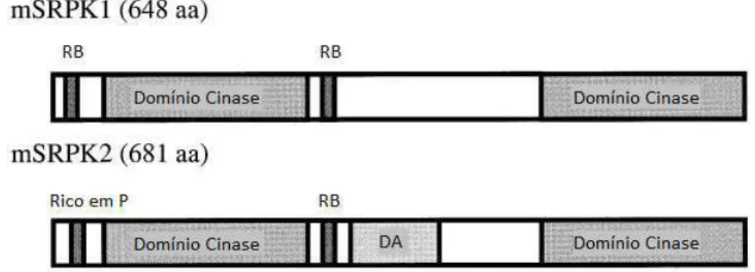 Figura  6  – Representação esquemática da  estrutura  primária das proteínas SRPK1 e  SRPK2