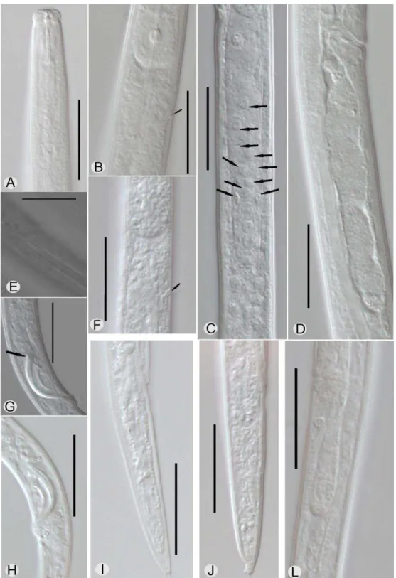 Figura  2.  Morfologia  de  fêmeas  e  machos  do  Grupo-arroz.  Fêmeas:  A.  Região  anterior  do  corpo em espécime da população DJ18S