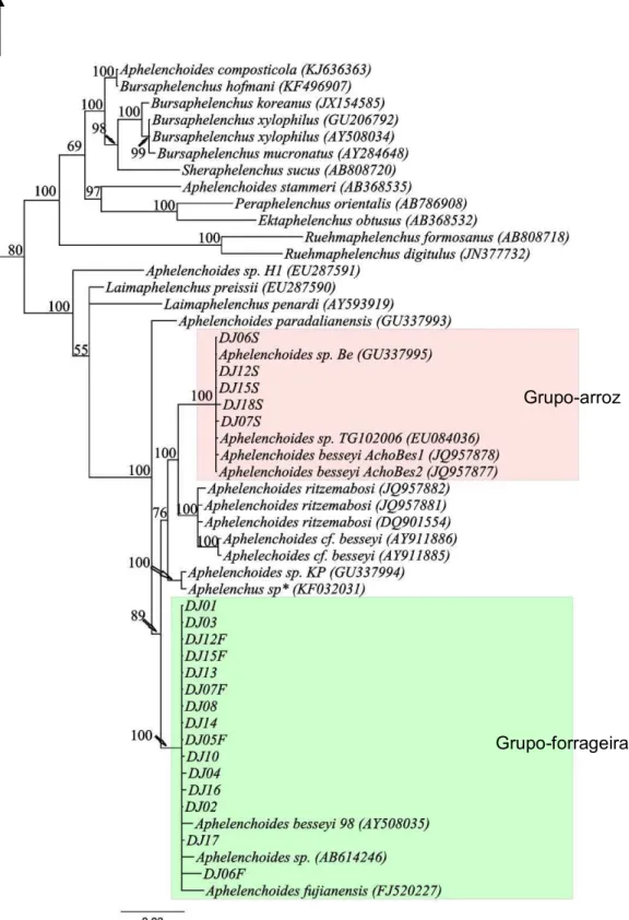 Figura 6. Árvore filogenética não enraizada obtida por Inferência Bayesiana usando sequências  da  região  SSU