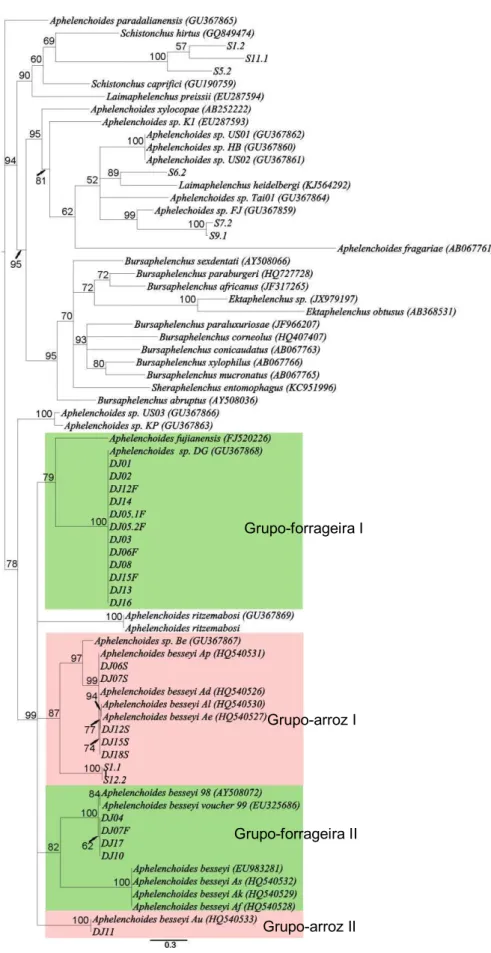 Figura  8.  Árvore  filogenética  não  enraizada  obtida  por  Inferência  Bayesiana  usando  sequências  do  gene  COI