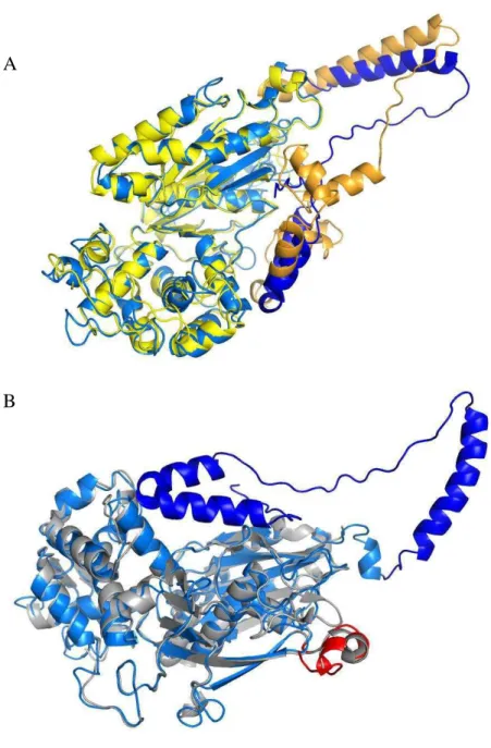 Figura  4-  Modelos  estruturais  sobrepostos  da  sNTPDase-1(azul)  com  (A)  TcNTPDase-1  (amarelo)  e  (B)  NTPDase2  de  Rattus  norvegicus  (prata)