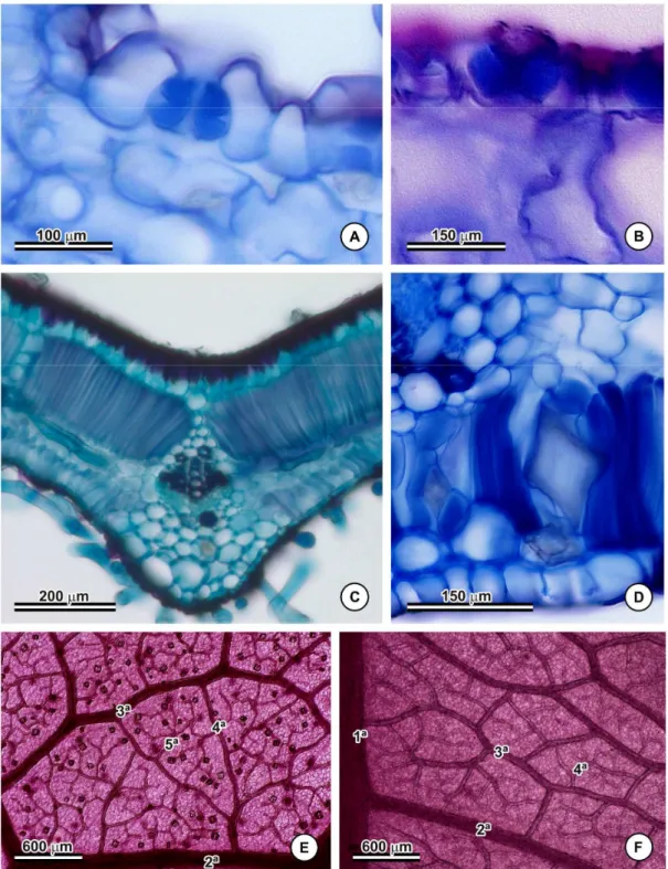 Figura 3 – Cortes  transversais  do  mesofilo  de  espécies  de  Banisteriopsis  A-F;  e Diafanização  de  folhas  de  espécies  de  Banisteriopsis  (E-F)