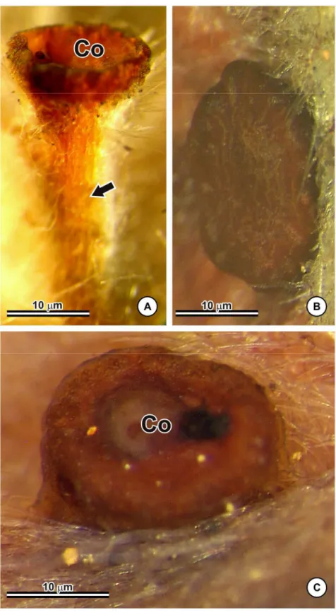 Figura 4 – Forma  das  glândulas  foliares  de  Banisteriopsis.  A:  B.  scutellata  − Glândula  arredondada  com  concavidade  e  pedunculada;  B:  B