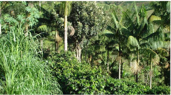 Figura 1.2. Sistema agroflorestal (SAF) na comunidade de São Joaquim, município de  Araponga (Foto: Irene Maria Cardoso)