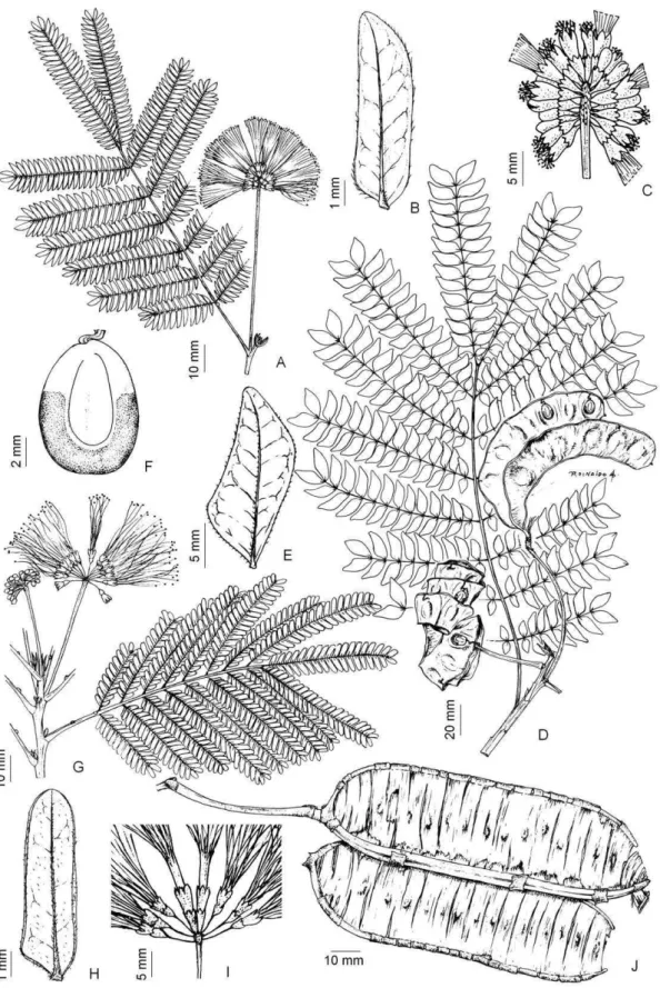 Figura  4.  Abarema  langsdorfii:  A,  ramo  floral;  B,  foliólulo;  C,  inflorescência  com 